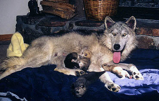mackenzie valley wolf hybrid